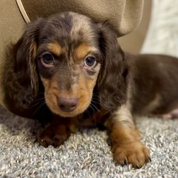 Dachshunds from Olive Branch Acres