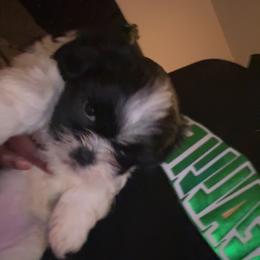 Shih Tzu Puppies from Adams Pawsitive Pawfection