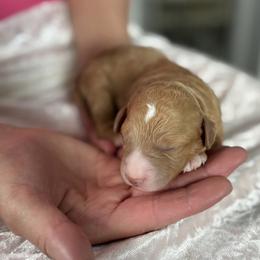 Jay - Apricot male Goldendoodle puppy in Somerset, Ohio from Odyssey Pups