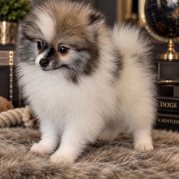 Cream sable parti male - Cream sable parti male Pomeranian puppy in Jacksonville, North Carolina from Pomeranians DelReal