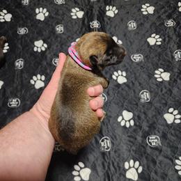 Wilma - Sable female German Shepherd puppy in Hope, Idaho from Fyrestorm Shepherds