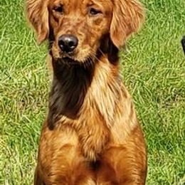 Golden Retrievers from Granite Rock Retrievers