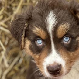 Trixie - Red tri-color Australian Shepherd puppy in Jeddo, Michigan from Blue Water Aussies