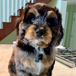 Lotto - Merle male Cavapoo puppy in Cameron, South Carolina from Sassy Sailor & Company