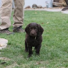 Boykin Spaniel Puppies from Bayhill Boykins