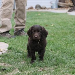 Boykin Spaniel Puppies from Bayhill Boykins