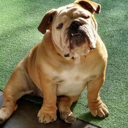Rosie - Bulldog