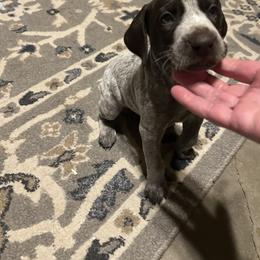 German Shorthaired Pointer Puppies from Bethlehem Farms