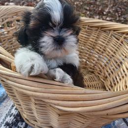 Shih Tzu Puppies from Tiny Bubbles Shih Tzus