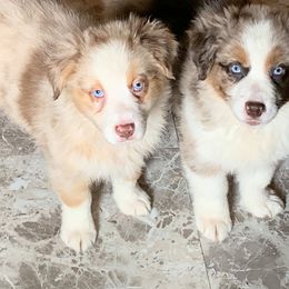 Australian Shepherd Puppies from Heartland Aussies