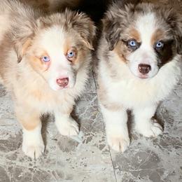 Australian Shepherd Puppies from Heartland Aussies