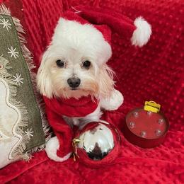 Ollie - Maltese