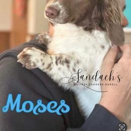 Moose - Dachshund