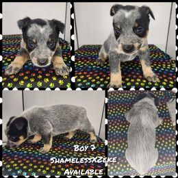Boy 7 - Blue male Australian Cattle Dog puppy in Bradford, Arkansas from Cedar Rock Heelers and Kelpies