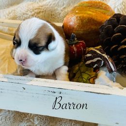 Barron - Red male Pembroke Welsh Corgi puppy in Cashion, Oklahoma from Shabby Chic Corgis