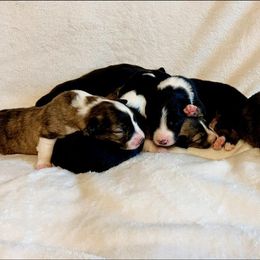 Border Collie puppies from Phantom Border Collies and Poodles