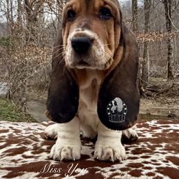 Miss you - Black white and brown female Basset Hound puppy in Dingess, West Virginia from Tuckers' Howling Hounds