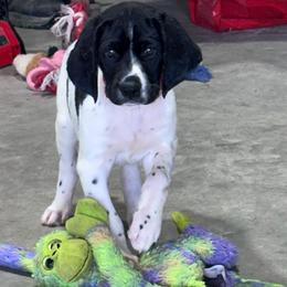 Red - Liver and white male German Shorthaired Pointer puppy in Newton Grove, North Carolina from Wayalife Labradors & Gsp’s