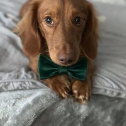 Archie - Dachshund