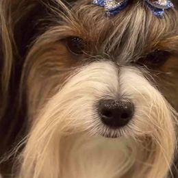 Biewer Terriers and Cairn Terriers from Rose Croft