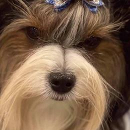 Biewer Terriers and Cairn Terriers from Rose Croft