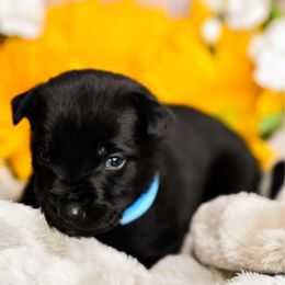 Light blue collar - Black male Belgian Malinois puppy in Greenville, South Carolina from Vuurhart Herders