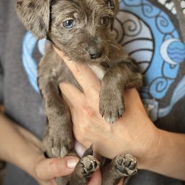 Aussiedoodle and Leopardoodle Puppies from A Puppy Crush