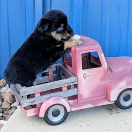 Stoney - Black tri male Miniature Australian Shepherd puppy in Lufkin, Texas from Texas Lil Cowdogs