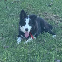 Bandit - Black and white male Border Collie puppy in Dorr, Michigan from Pineview Farm