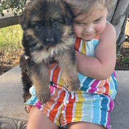 Light Pink Girl - Black and red female German Shepherd puppy in Gunter, Texas from Gunter Gables German Shepherds