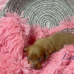 Late - Red female Dachshund puppy in Mesquite, Texas from AB Dachshund