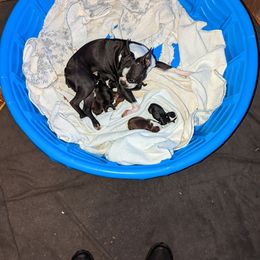 Boston Terrier Puppies from Jamie's Boston Terrier Babies