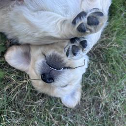 Golden Retriever Puppies from Trillium Spring's Goldens