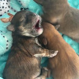 Sweet-tea - Brindle female Shorkie puppy in Idaho from Little Rascal Ranch