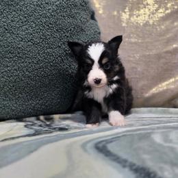 Forest - Black tri male Toy Australian Shepherd puppy in Killen, Alabama from Wilkers Wholehearted Mini Aussies