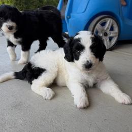 Caroline - Black and white female Bernedoodle puppy in Yuba City, California from Ranch House Doodles