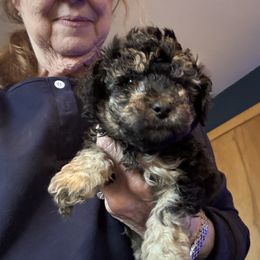 Male 2 - Phantom male Poodle puppy in Canterbury, Connecticut from Diamonds in the Sky