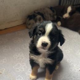 Nori - Black tri male Toy Australian Shepherd puppy in Reidsville, North Carolina from Cherry Grove Kennel