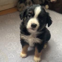 Nori - Black tri male Toy Australian Shepherd puppy in Reidsville, North Carolina from Cherry Grove Kennel