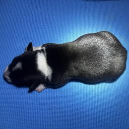 Triston - Black and white male American Corgi puppy in Nortonville, Kansas from Low Riders Corgis & Mini Aussies