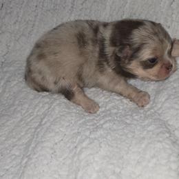 Poppy - Chocolate merle female Pomeranian puppy in Angleton, Texas from Pomeranian Palace, LLC