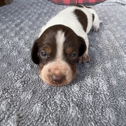 Dasher - Piebald male Dachshund puppy in Hawley, Texas from Little e Dachshunds