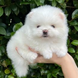 Boy 3 - White male Pomeranian puppy in Hot Springs, Arkansas from Pomeranian Empire