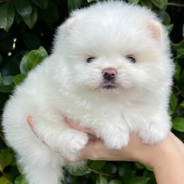 Boy 3 - White male Pomeranian puppy in Hot Springs, Arkansas from Pomeranian Empire