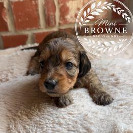 Flint - Red male Dachshund puppy in Edmond, Oklahoma from Mini Browne Dachshunds