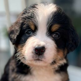 Stilwell - Bernese Mountain Dog puppy from Diamond U Berners