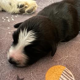 Pouh Bear - Black tri-color male Australian Shepherd puppy in Marshall, Virginia from Aussie Tales Farm