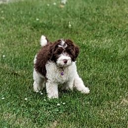Hannah Montana - Goldendoodle puppy in Michigan from Happy Chaos Farm