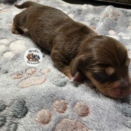 Roam - Chocolate and cream male Dachshund puppy in Hoquiam, Washington from Heyd's Mini Dachshunds