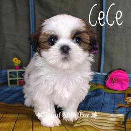 Lucy - Black gold and white female Shih Tzu puppy in Peoria, Arizona from Loyal Shih Tzu